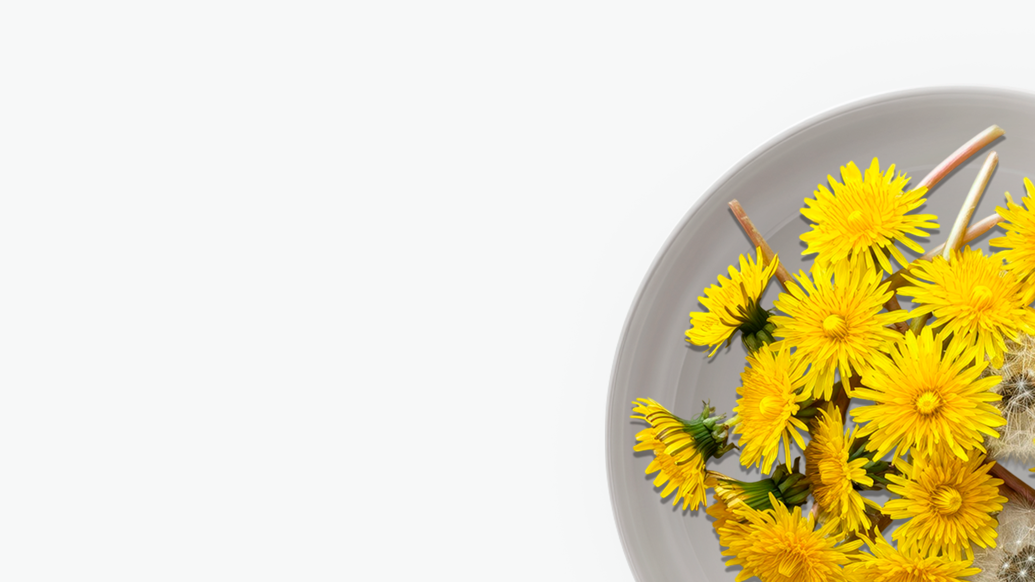 Dandelion Root