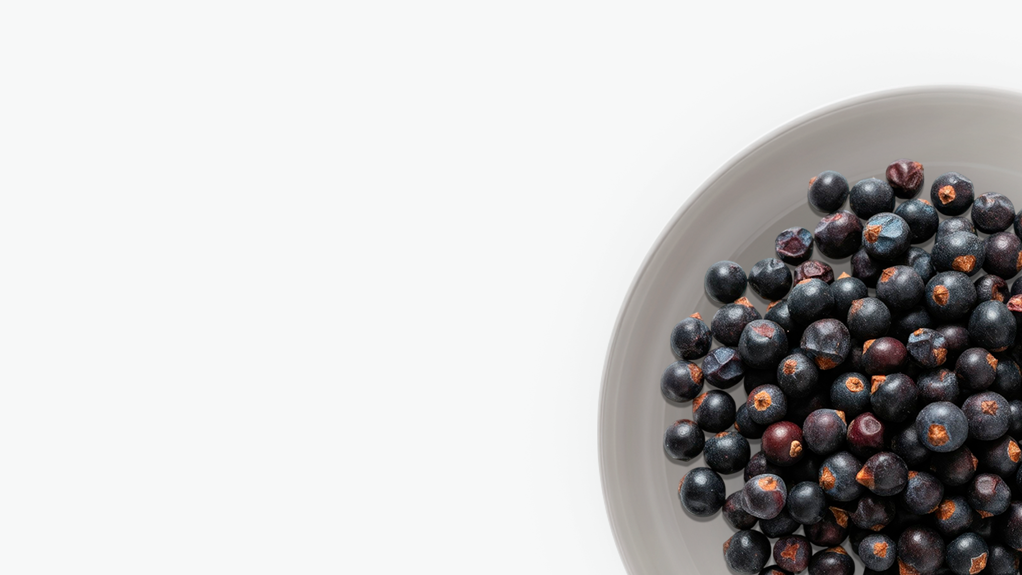 Juniper Berry