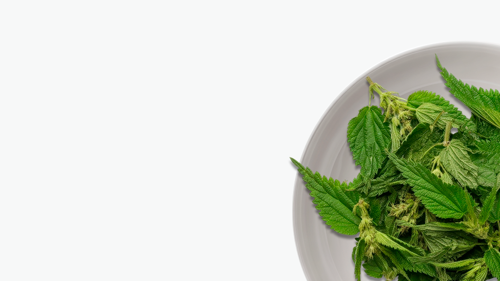 Nettle Leaf